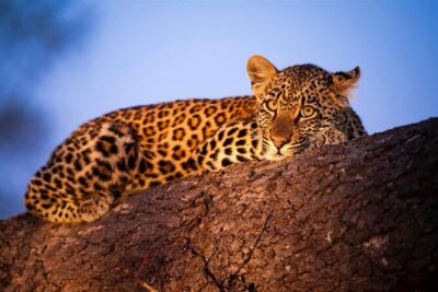 3-Day Masai Mara Group Safari with Pick Up - Day 1: arriving in the afternoon and making the first game drive count
