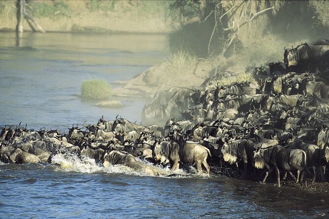 3-Day Masai Mara Group Safari with Pick Up - Day 3: early start, final sightings, then back to Nairobi