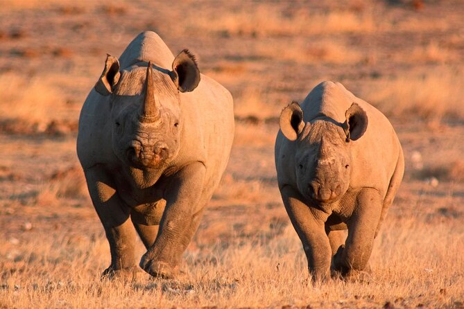 3-Day Masai Mara Group Safari with Pick Up - Group safari reality check: 15 people, shared attention, shared rules