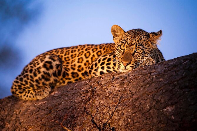 3-Day Masai Mara Group Safari with Pick Up - Day 1: arriving in the afternoon and making the first game drive count