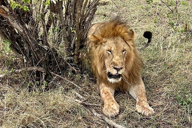 3-Day Masai Mara Jeep Safari - Mara River: the hippos and crocs window you don’t want to miss