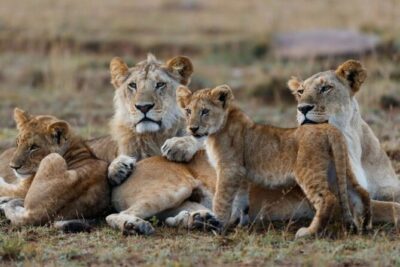 3-Day Masai Mara Jeep Safari - Your Day 1 game drive: settling in by late afternoon