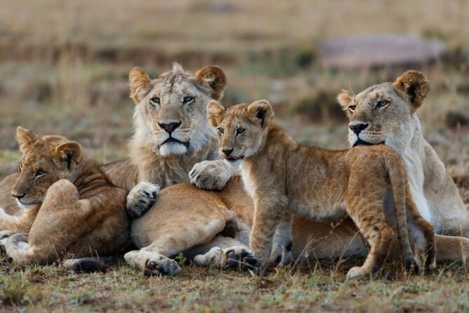 3-Day Masai Mara Jeep Safari - Your Day 1 game drive: settling in by late afternoon