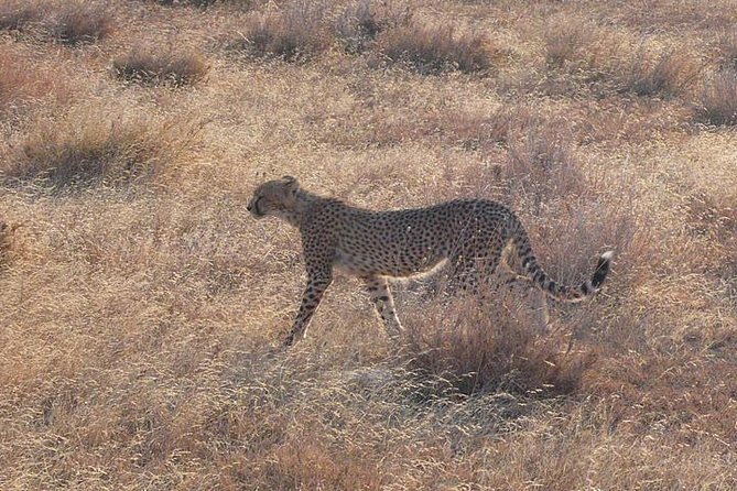3 Day Masai Mara Safari - Day 2: Full-Day Masai Mara Game Drive and Big Five Hunting