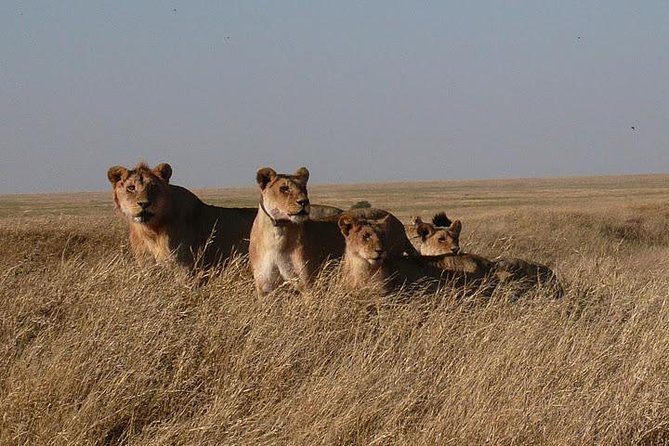 3 Day Masai Mara Safari - The Vehicle Choice: 4x4 Land Cruiser and What That Means for Game Drives