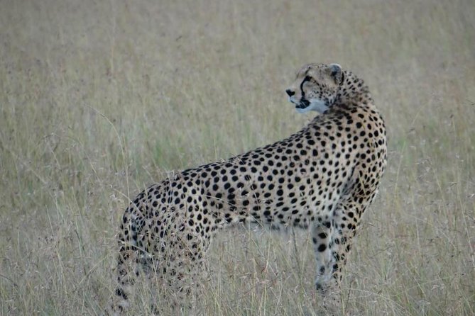 3 Day Masai Mara Safari - Included Value: Park Fees, Meals, and 1 Liter Bottled Water Per Person