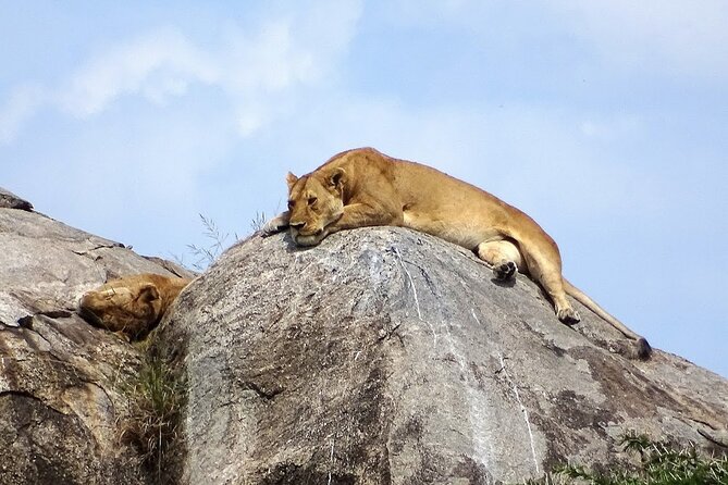 3-Day Ngorongoro Crater Manyara and Tarangire Safari from Arusha - Day 3: Lake Manyara’s Full Day Game Viewing and the Return to Arusha