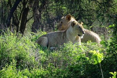 3-Day Ngorongoro Crater Manyara and Tarangire Safari from Arusha - The Pace: Pickup at Dawn, Long Safari Days, Campside Evenings