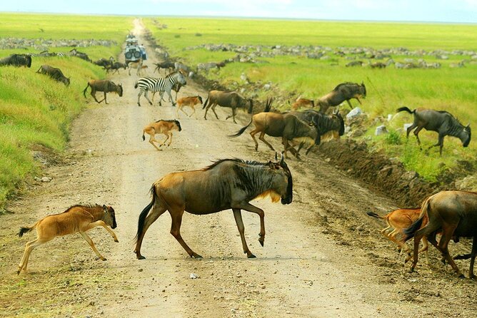 3-Day Ngorongoro Crater Manyara and Tarangire Safari from Arusha - Guides, Spotting, and Why Small Groups Matter