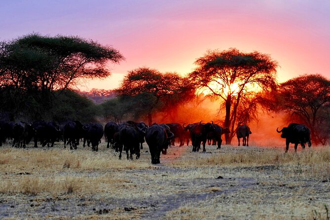 3-Day Ngorongoro Crater Manyara and Tarangire Safari from Arusha - Camping Equipment and Meals: The Stuff That Actually Impacts Your Comfort