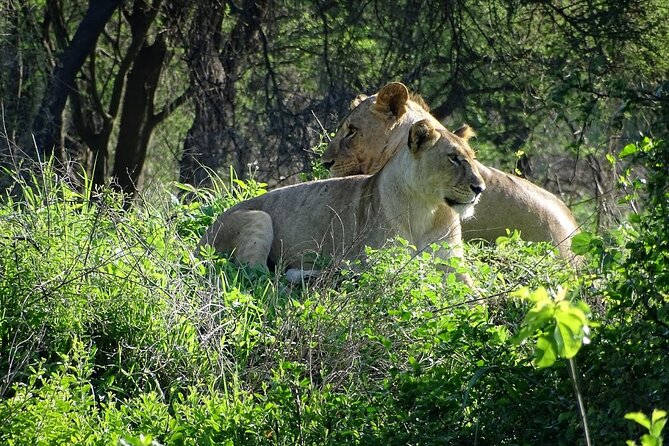 3-Day Ngorongoro Crater Manyara and Tarangire Safari from Arusha - The Pace: Pickup at Dawn, Long Safari Days, Campside Evenings