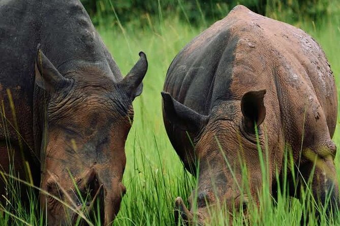 3-Day Ultimate Big Five Safari - Murchison Falls & Rhinos - Day 1: Ziwa Rhino Sanctuary Meet-Up, Then the Nile at Murchison Falls