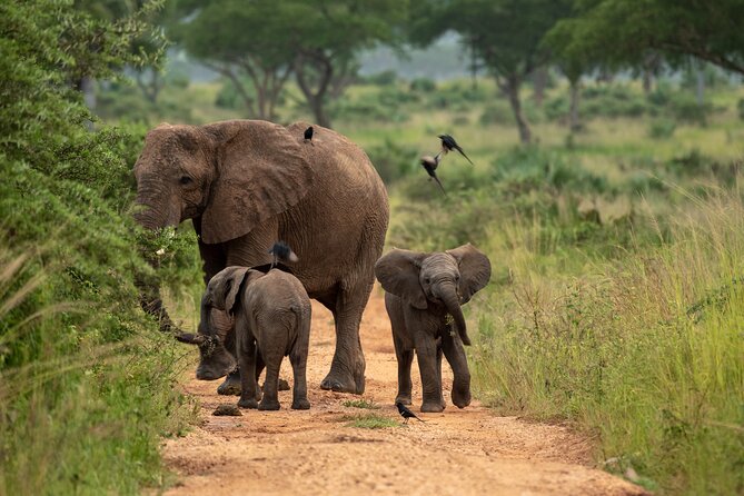 3-Day Ultimate Big Five Safari - Murchison Falls & Rhinos - Day 3: Optional Wildlife Time, Then Back to Kampala