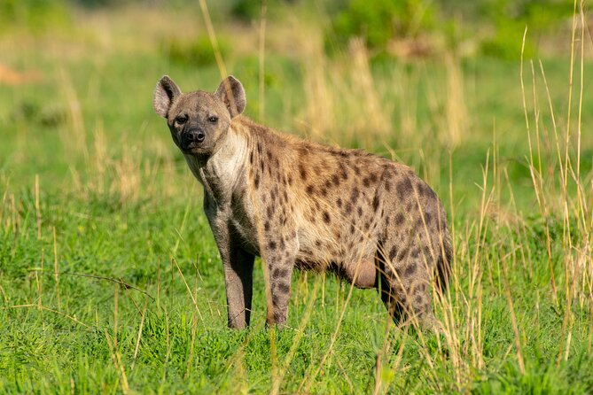 3-Day Ultimate Big Five Safari - Murchison Falls & Rhinos - Price and Value: What $995 Includes (and Why That Matters)