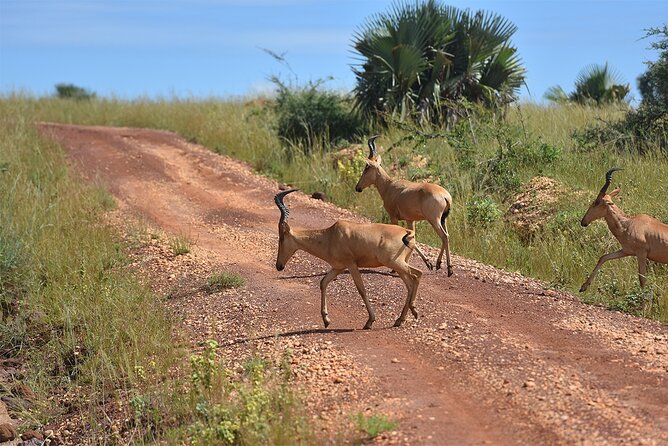 3-Day Ultimate Big Five Safari - Murchison Falls & Rhinos - Accommodation and Meals: Comfort That Supports the Wildlife Schedule