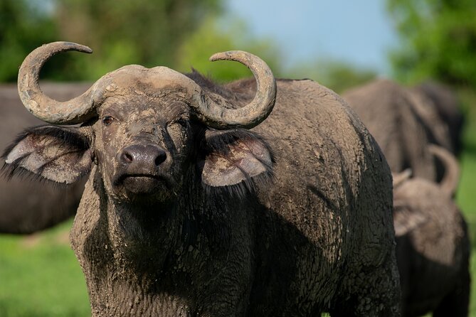 3-Day Ultimate Big Five Safari - Murchison Falls & Rhinos - Transportation and Comfort: The Good News and the Real Talk