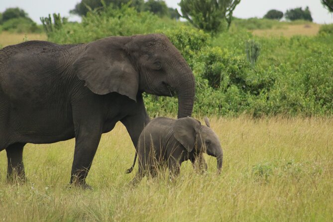 3-Day Ultimate Big Five Safari - Murchison Falls & Rhinos - Wildlife Expectations: How to Think About the “Big Five” Promise