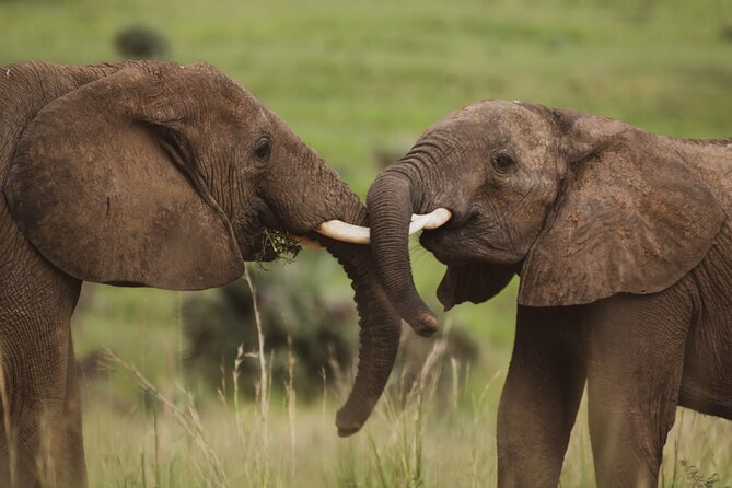 3-Day Ultimate Big Five Safari - Murchison Falls & Rhinos - Who This Safari Fits Best (and Who Should Skip It)