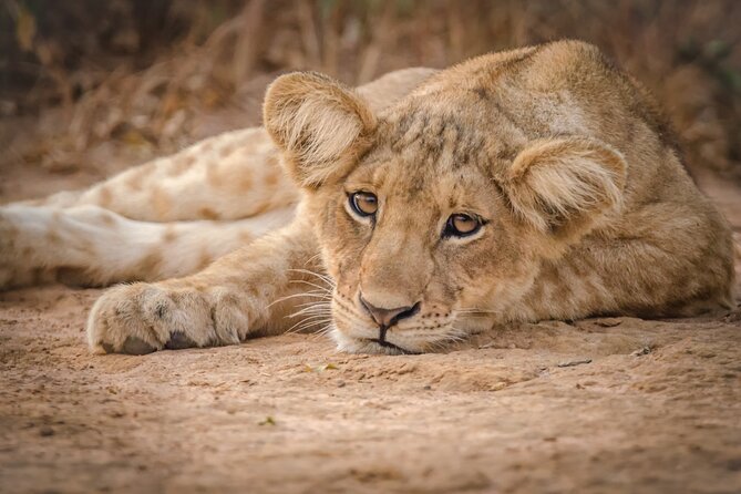 3-Day Ultimate Big Five Safari - Murchison Falls & Rhinos - Day 2: 4x4 Game Drive + Victoria Nile Boat Safari