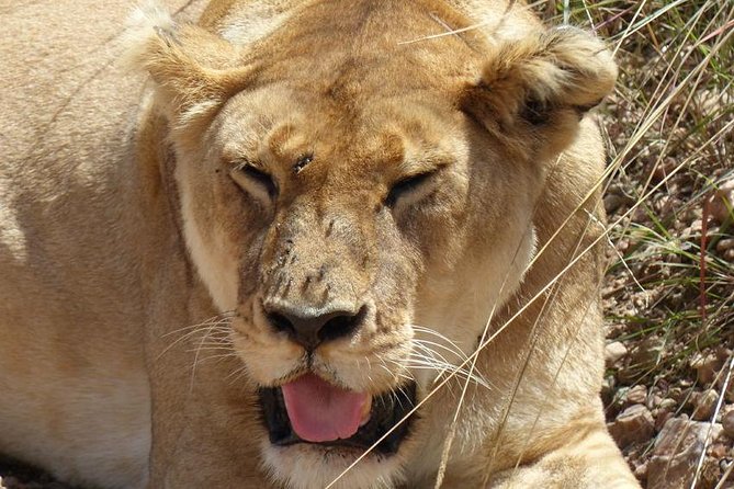 3 days 2 nights budget group safari to Maasai Mara National Reserve - Nairobi pickup to Maasai Mara: value that saves more than time