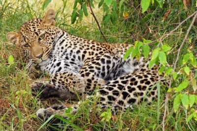 3 days 2 nights budget group safari to Maasai Mara National Reserve - Day 1 in the Mara: Rift Valley viewpoint, lunch, and a first sunset drive
