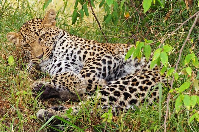 3 days 2 nights budget group safari to Maasai Mara National Reserve - Day 1 in the Mara: Rift Valley viewpoint, lunch, and a first sunset drive