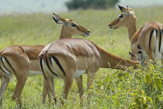 3 Days 2 Nights Group Joining Serengeti and Ngorogoro Safari - Key highlights to know before you go