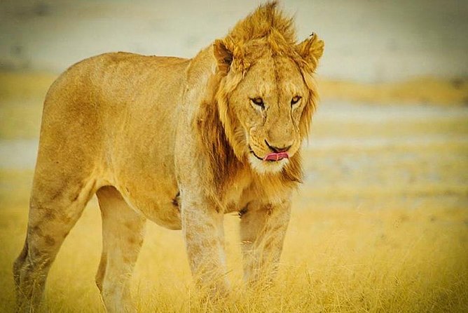 3 Days 2 Nights Group Joining Serengeti and Ngorogoro Safari - The safari vehicle and guide setup (and why it changes your day)