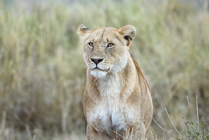3 Days 2 Nights Group Joining Serengeti and Ngorogoro Safari - Small-group comfort: up to 7 travelers makes a difference