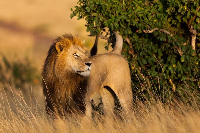 3 Days Gamedrive Safari In Masai Mara From Nairobi - Key Things to Know Before You Go