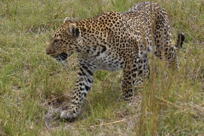 3 Days Gamedrive Safari In Masai Mara From Nairobi - Rift Valley Road Trip: Nairobi to the Maasai Mara Launch Point