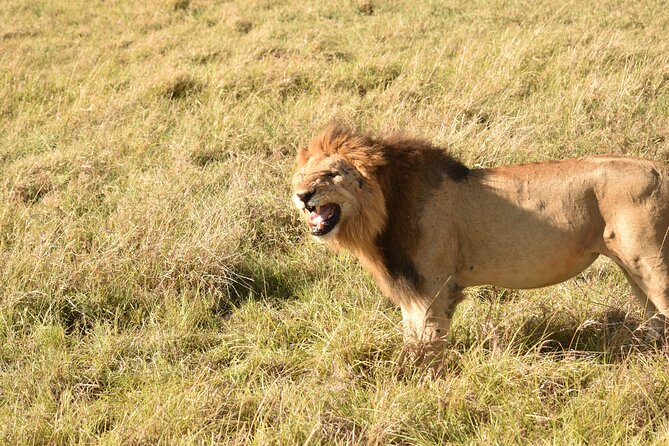 3 Days Gamedrive Safari In Masai Mara From Nairobi - Guides, Spotting Power, and How to Make the Most of Each Drive