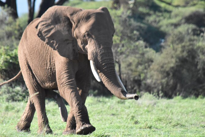 3 Days Gamedrive Safari In Masai Mara From Nairobi - Who This Safari Fits Best (and Who Might Want Something Else)