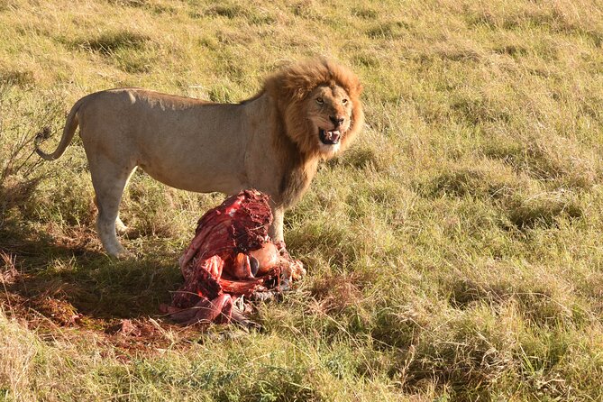 3 Days Gamedrive Safari In Masai Mara From Nairobi - Should You Book This 3-Day Maasai Mara From Nairobi?
