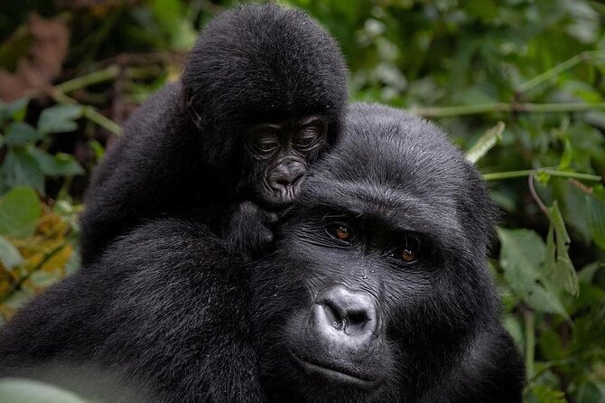 3 Days gorilla trekking Safari tour in Uganda - Key highlights you’ll feel immediately