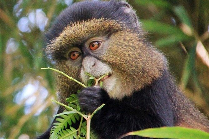 3 Days gorilla trekking Safari tour in Uganda - How the trek tempo affects comfort and your best day-planning moves