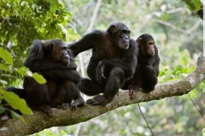3 Days gorilla trekking Safari tour in Uganda - The role of guides (and how you’ll know yours is a good fit)