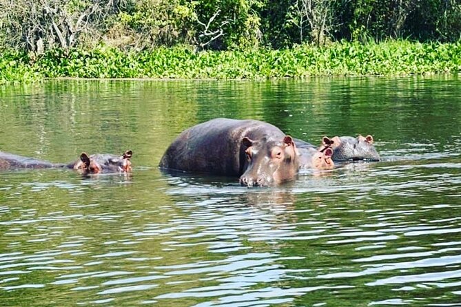 3 Days gorilla trekking Safari tour in Uganda - 4x4 transport, pickup, and why road time is part of the deal