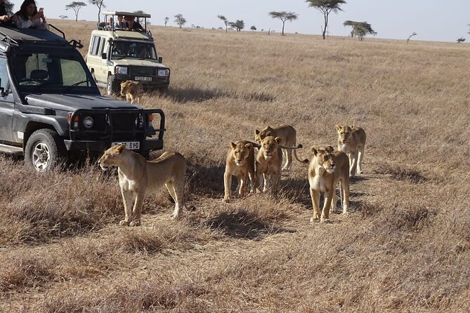 3 days group joining safari to Maasai Mara with a Land Cruiser Jeep - Day 3: Ololaimutiek and the option for a Maasai cultural tour
