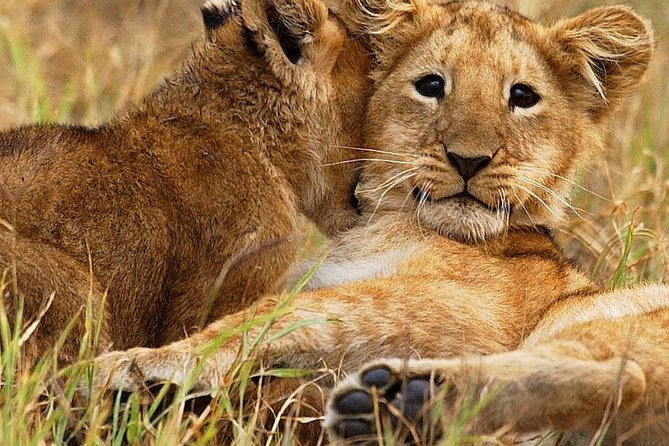 3 days group joining safari to Maasai Mara with a Land Cruiser Jeep - Day 1 in Maasai Mara: lunch arrival and your first golden-hour game drive