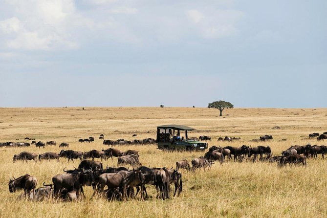 3 Days Maasai Mara Guided Safari from Nairobi - Day 2: the full-day game drive, plus Mara River hippos and crocodiles