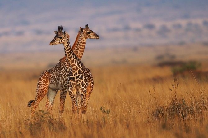 3 Days Maasai Mara Guided Safari from Nairobi - Overnight tent life: electricity, bathrooms, and what to pack