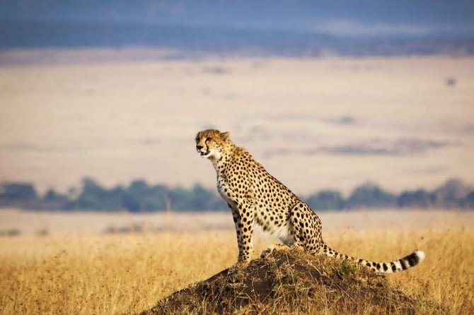 3 days Maasai Mara Luxury Safari - The $1,850 Price: Where the Money Goes (and Why It Can Be Worth It)