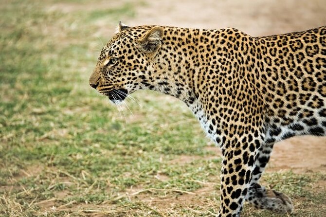 3 Days Maasai Mara Small Group Safari in a 4 x4 Land Cruiser Jeep - Included vs extra costs: the math you should do before you book