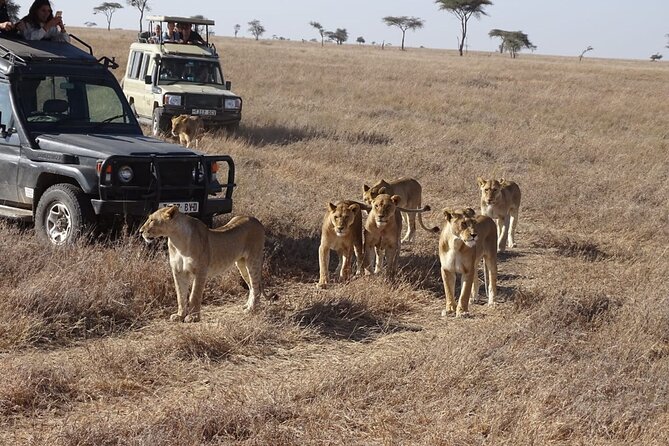 3 Days Maasai Mara Small Group Safari in a 4 x4 Land Cruiser Jeep - Timing and logistics: how to avoid getting stressed on safari day