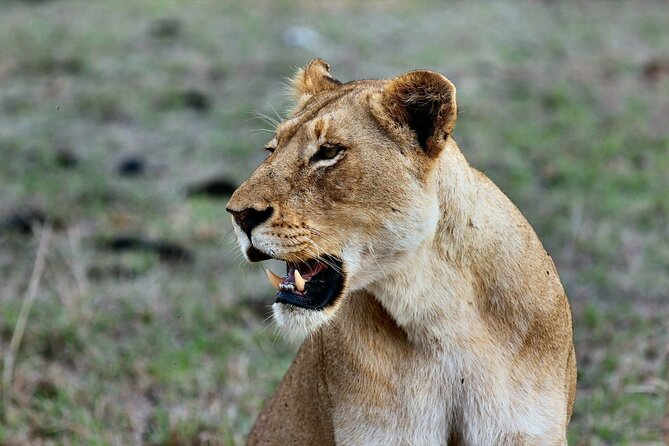 3 Days Mara Jambo Shared Safari Adventure - Key things to know before you go