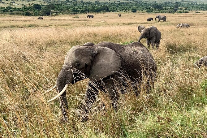 3 Days Mara Jambo Shared Safari Adventure - Day 3: return to Nairobi and the Maasai village option