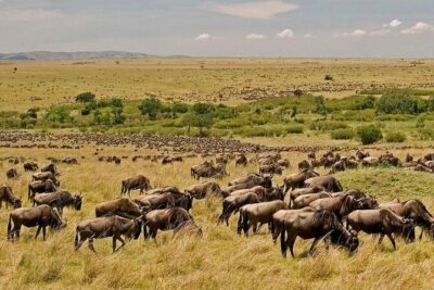 3 Days Mara Jambo Shared Safari Adventure - Day 1 Masai Mara: lunch on arrival and an afternoon game drive