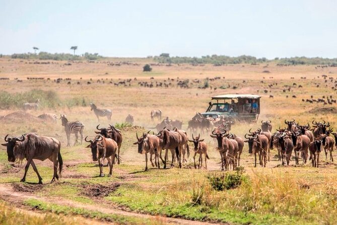 3 Days Mara Jambo Shared Safari Adventure - Price and value: what $962 really covers