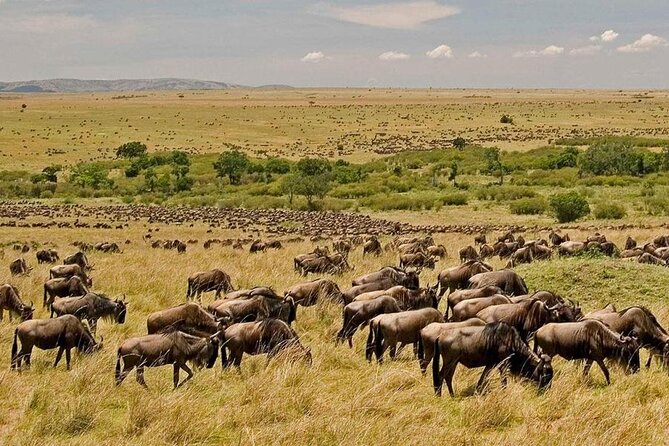 3 Days Mara Jambo Shared Safari Adventure - Day 1 Masai Mara: lunch on arrival and an afternoon game drive